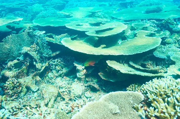 Arrecife de coral en Maldivas —  Fotos de Stock