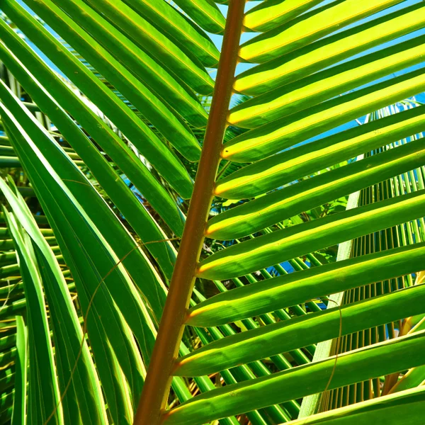 Palm tree leaf — Stock Photo, Image