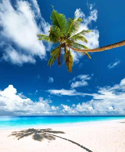 Schöner Strand anse intendance — Stockfoto