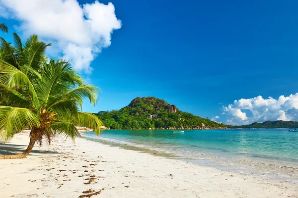 Hermosa playa con palmera —  Fotos de Stock