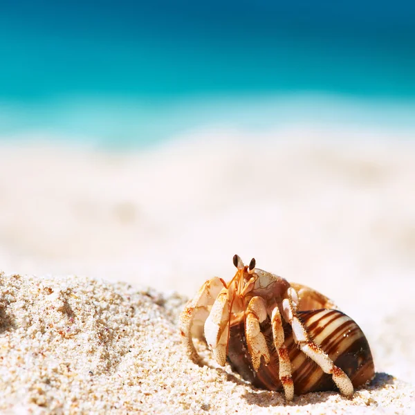 Hermit crab บนชายหาด — ภาพถ่ายสต็อก