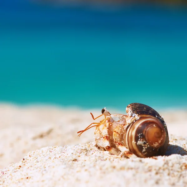 Granchio eremita sulla spiaggia — Foto Stock