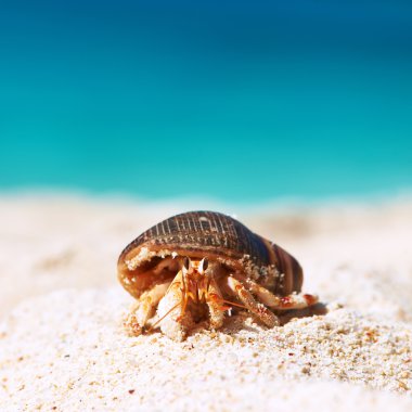 Hermit crab on beach clipart