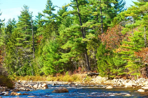 SWIFT rivier in wit bergbos — Stockfoto