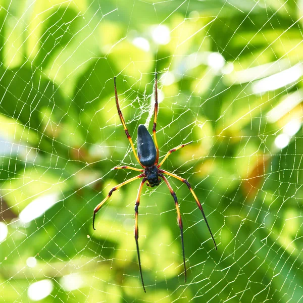 Giant spider Nephila maculata — Stock Photo, Image