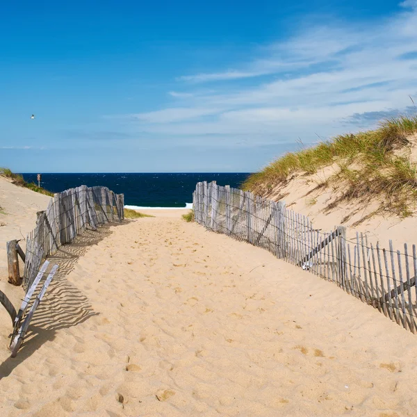 Шлях до пляжу в Cape Cod — стокове фото