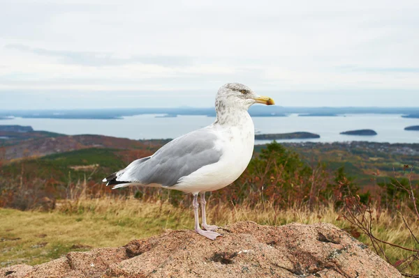 Gaviota en el Parque Nacional Acadia — Foto de Stock