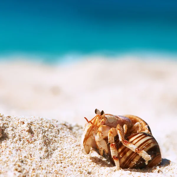 Hermit crab on beach — Stock Photo, Image