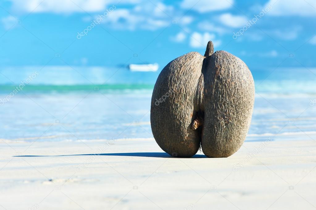 Sea's coconuts on beach