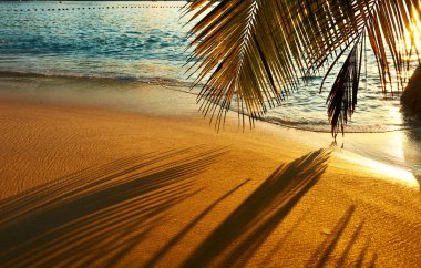 Seychelles beach with palm tree shadow clipart