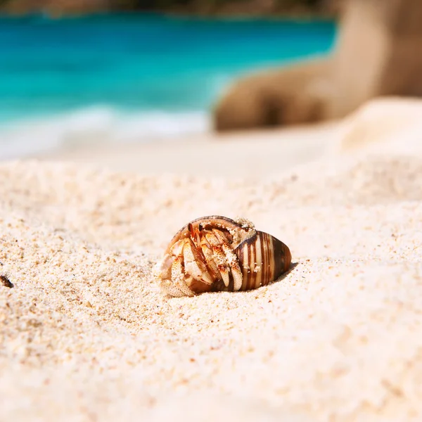 Granchio eremita sulla spiaggia — Foto Stock