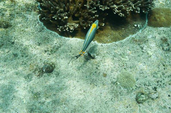 サンゴ礁と魚 — ストック写真