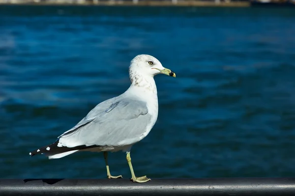 Seagull in New York City — Stockfoto