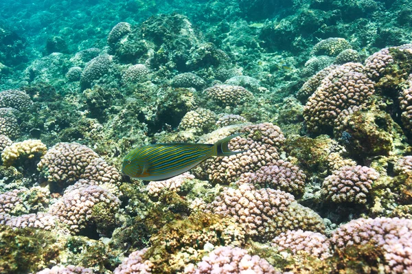 Arrecife de coral y peces —  Fotos de Stock