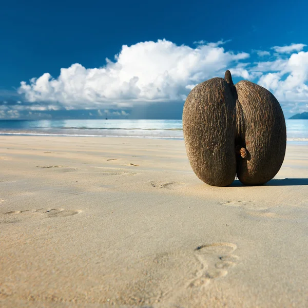 海のビーチで、ココナッツ — ストック写真