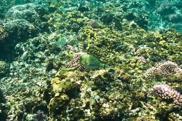 Korallzátony és hal — Stock Fotó
