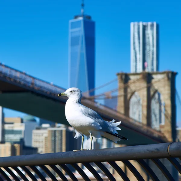 Seagull over Manhattan background. — Stock Photo, Image