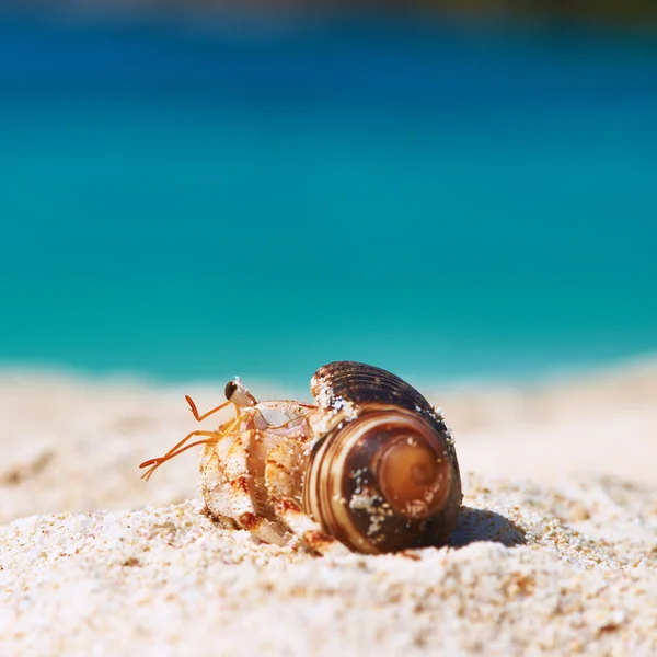 Poustevník krab na pláži — Stock fotografie