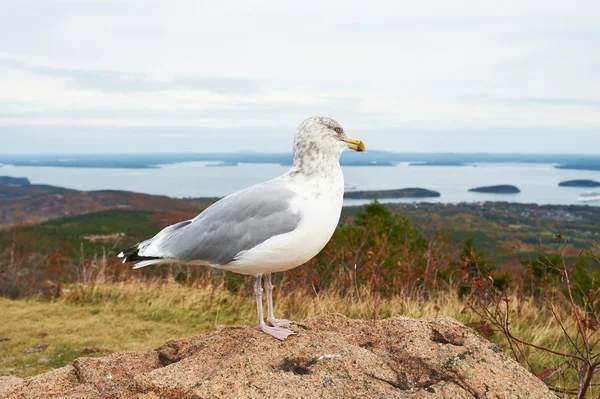 Seagull in Acadia National Park — Stockfoto