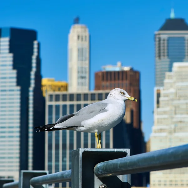 Seagull over Manhattan skyline — Stock Photo, Image