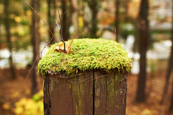 Moos wächst auf Stange — Stockfoto