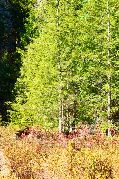 White Mountain National Forest — Stock Photo, Image