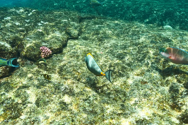 Arrecife de coral y peces —  Fotos de Stock