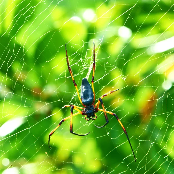 Giant wood spider — Stock Photo, Image
