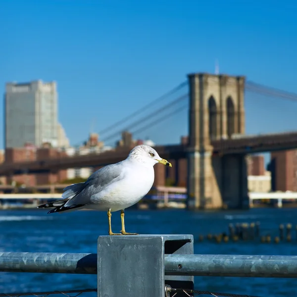 Mouette sur Manhattan skyline — Photo