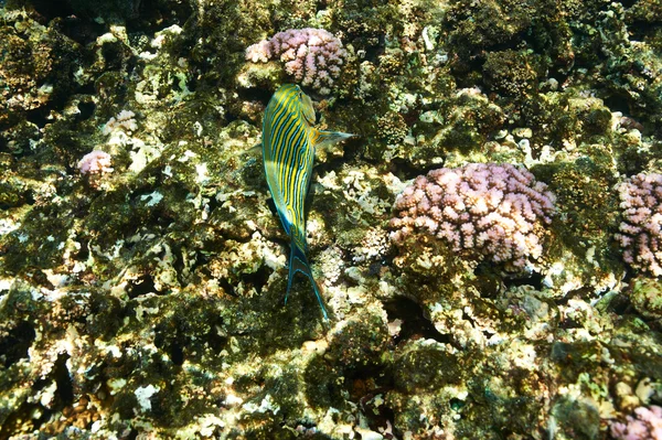 Arrecife de coral y peces — Foto de Stock