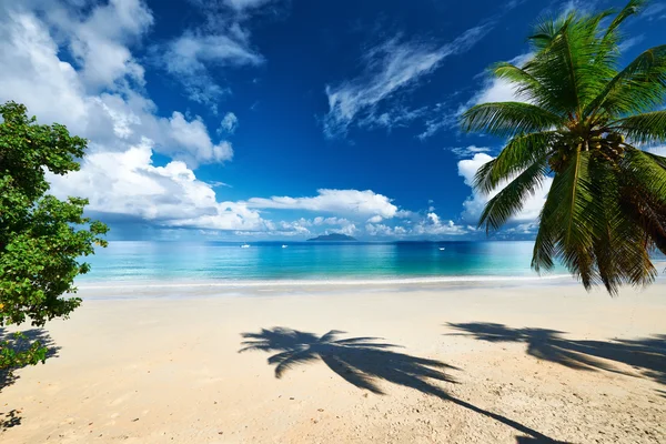 Bella spiaggia con palma — Foto Stock