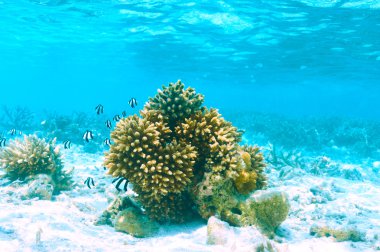 Mercan ve Maldivler de balıklar