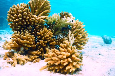 Mercan ve Maldivler de balıklar