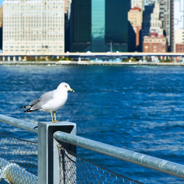 Seagull met manhattan in de achtergrond. — Stockfoto