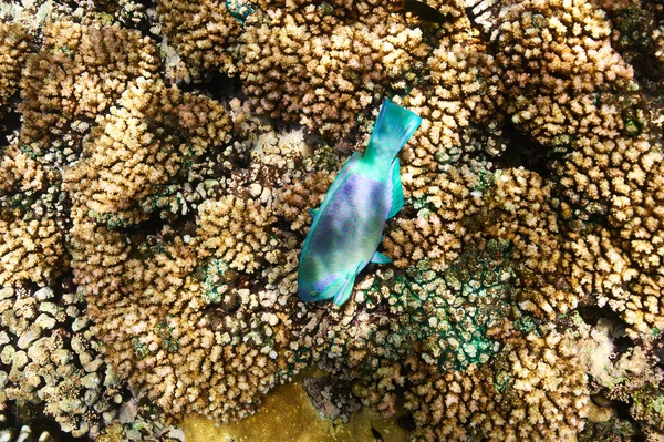 Korálový útes a ryby — Stock fotografie