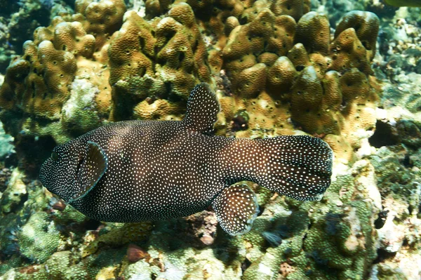 Coral reef and fish — Stock Photo, Image