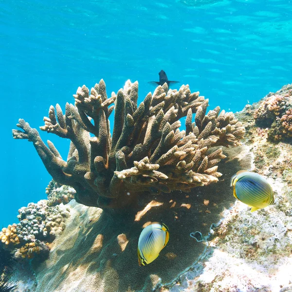 Кораловий риф і риби — стокове фото