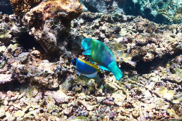 Korallenriffe und Fische — Stockfoto