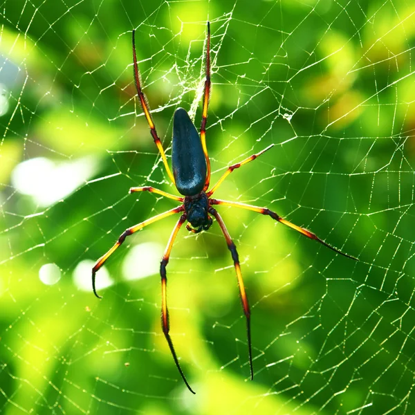Giant Spidera drewna — Zdjęcie stockowe