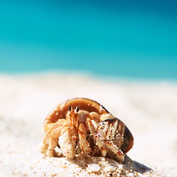 Pustelnik na plaży — Zdjęcie stockowe