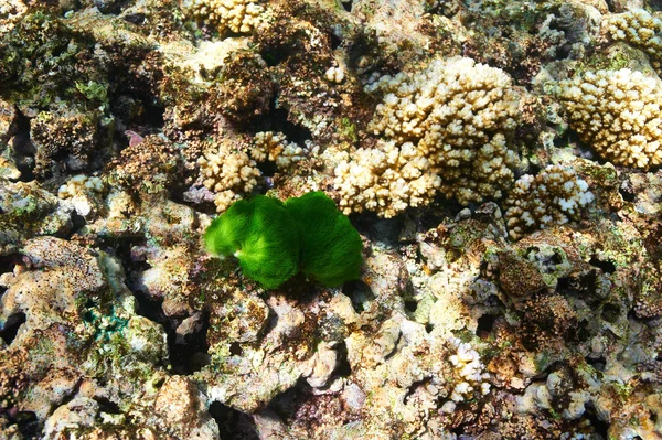 Korallenriff auf den Seychellen — Stockfoto