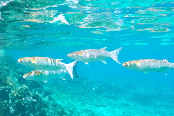 Coral reef and fishes — Stock Photo, Image