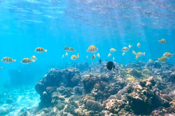 Korálové útesy a ryby — Stock fotografie