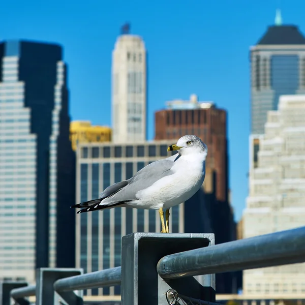 Seagull met manhattan in de achtergrond. — Stockfoto