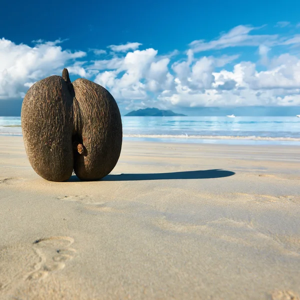 Kókuszdió a strandon a Seychelle-szigetek — Stock Fotó