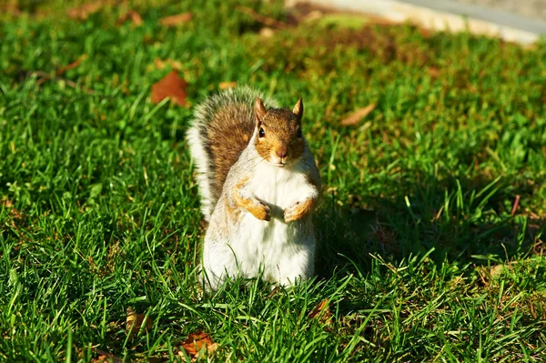 Gray squirrel in park — Stock Photo, Image