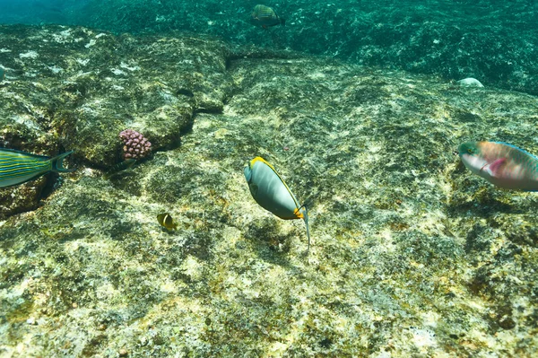 Barriera corallina e pesci — Foto Stock