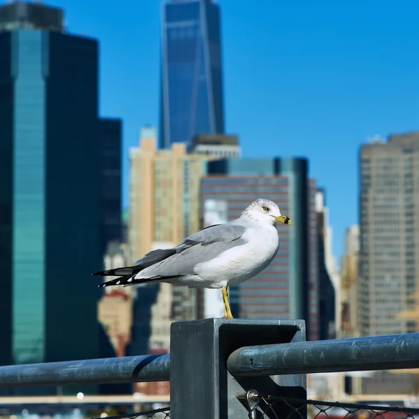 Seagull met manhattan in de achtergrond. — Stockfoto