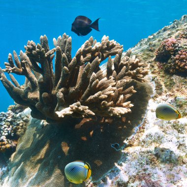 mercan resifi ve balık