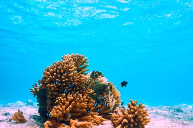 Maldivler mercan resifi